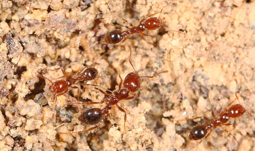 Fire ants ss.jpg
