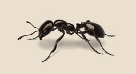 Black House Ant