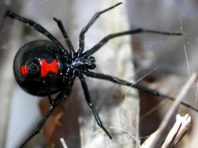 Black Widow Spiders Australia