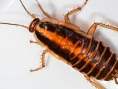 German cockroaches Brisbane