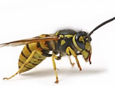 Paper Wasps Australia