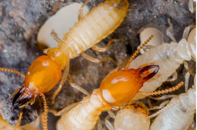 Termite  Coptotermes acinaciformis 