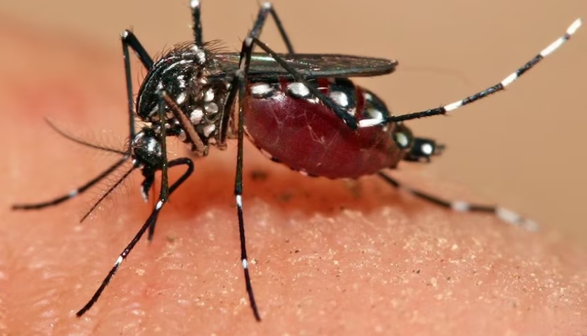 Yellow Fever Mosquito